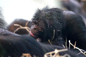 Bonobo-Urgroßmutter bringt Jungtier zur Welt